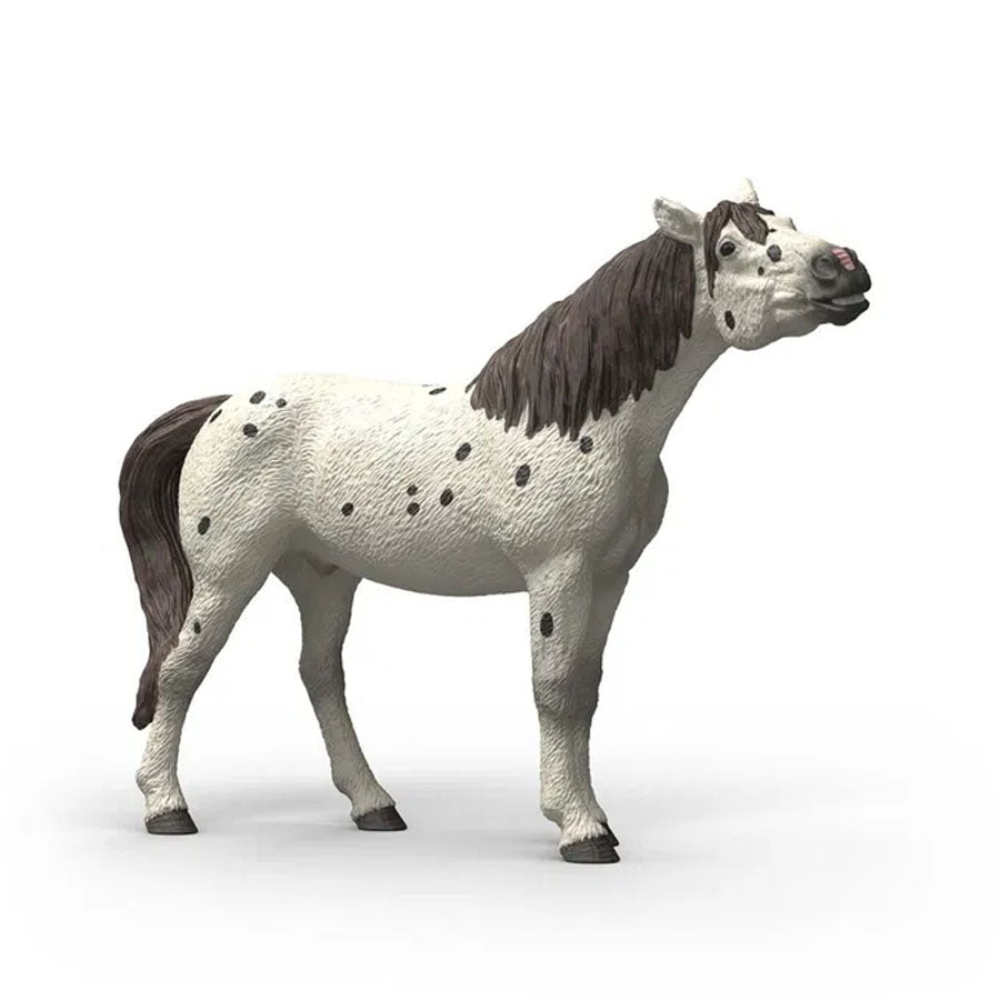 Knabstrupper Vallak