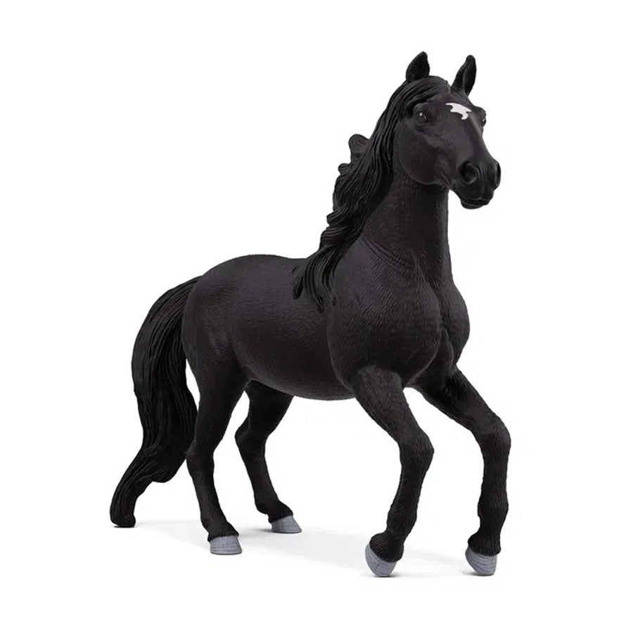 Lusitano Hingst